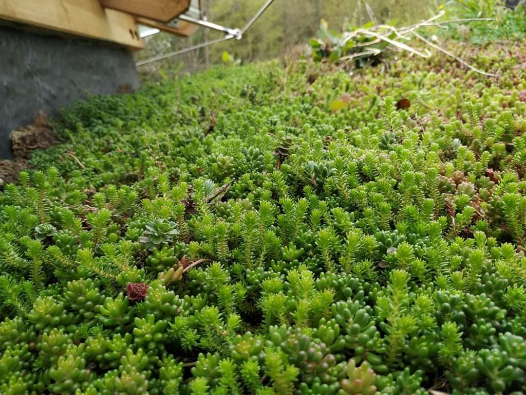 Natur Eskola, saneamineto de aguas con paja verde, técnica de fitodepuración